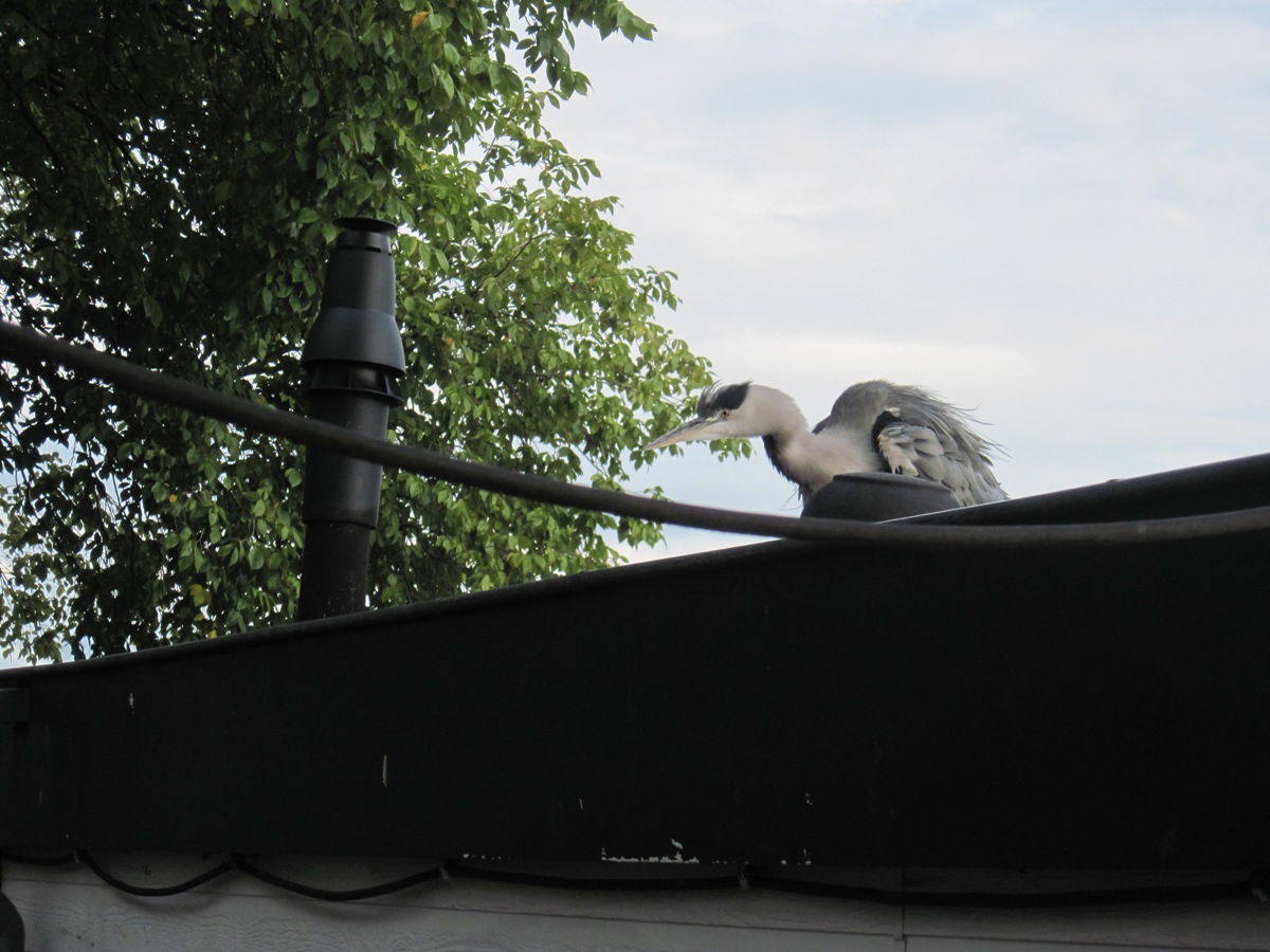 28- Amsterdam- Una cicogna sul tetto